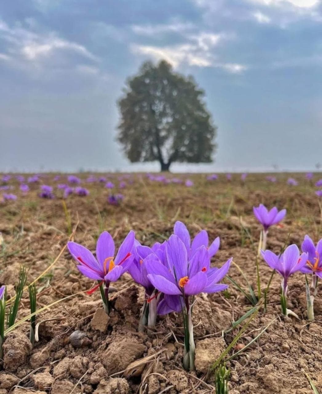 Kashmiri saffron flowers representing seasonal Kashmir travel planning